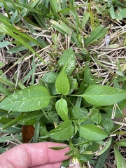 Bidens alba