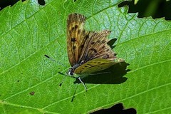 Tharsalea dorcas dorcas