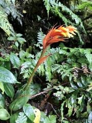 Coccineorchis