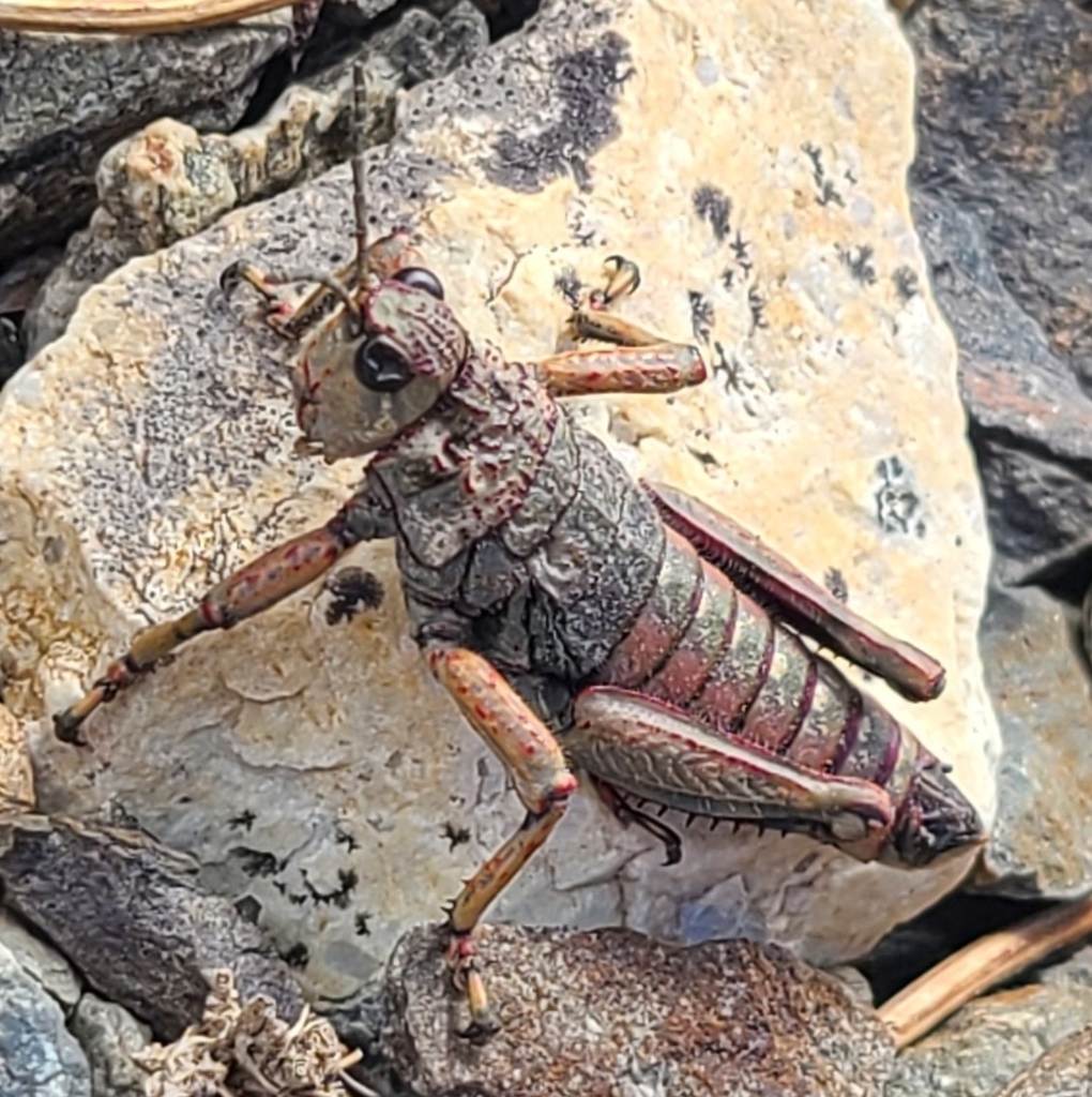Tristirinae