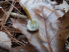 Mycena griseoviridis