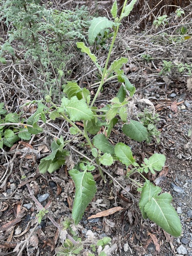 iNaturalist observation photo of Shortpod Mustard