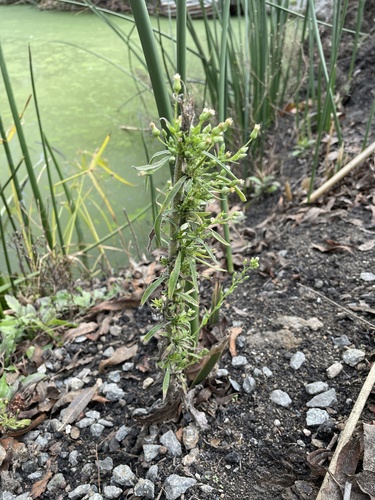 iNaturalist observation photo of Flax-leaved Horseweed