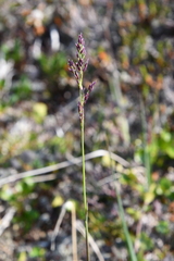 Arctagrostis latifolia