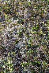Arctagrostis latifolia