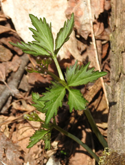 Cardamine maxima