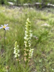 Spiranthes × stellata