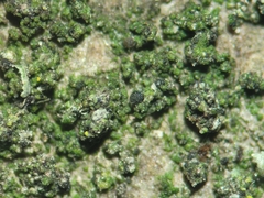 Scoliciosporum chlorococcum