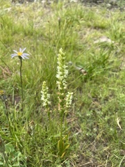 Spiranthes × stellata