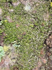 Scoliciosporum chlorococcum