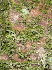 Scoliciosporum chlorococcum
