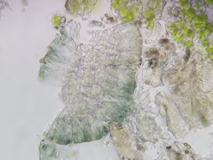 Scoliciosporum chlorococcum