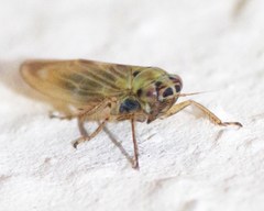 Macrosteles laevis