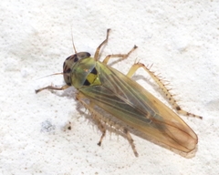 Macrosteles laevis