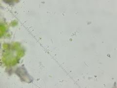 Scoliciosporum chlorococcum