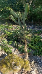 Consolea corallicola