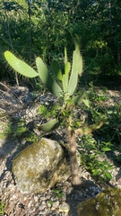 Consolea corallicola