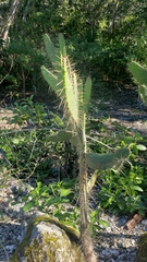 Consolea corallicola