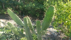 Consolea corallicola