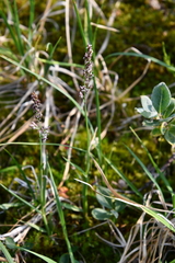 Arctagrostis latifolia