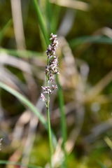 Arctagrostis latifolia