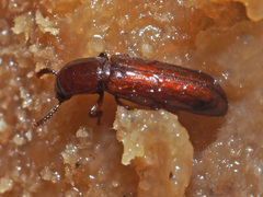 Corticeus