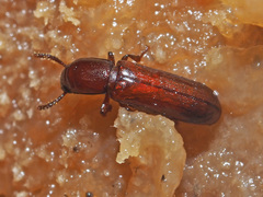 Corticeus