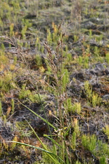 Arctagrostis arundinacea