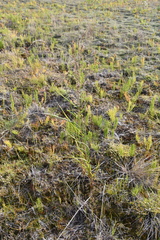 Arctagrostis arundinacea