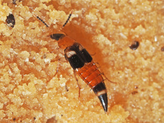 Lordithon lunulatus