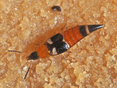Lordithon lunulatus