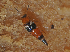 Lordithon lunulatus
