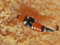 Lordithon lunulatus