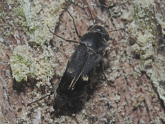 Tomoxia bucephala