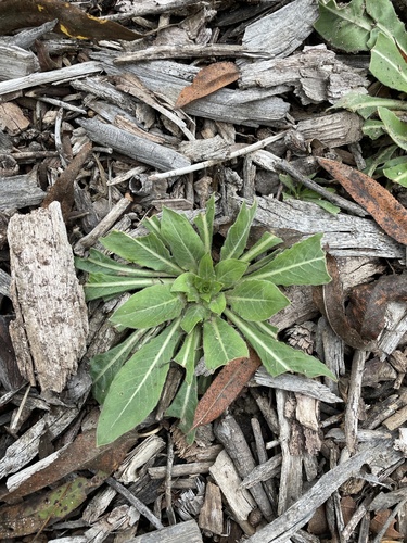 iNaturalist observation photo of Oenothera
