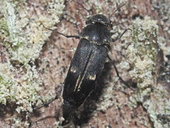 Tomoxia bucephala
