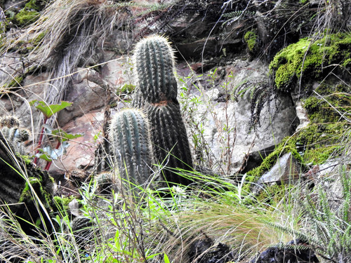 Image of Trichocereus Bertramianus (Trichocereus bertramianus) by no rights reserved