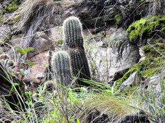 Trichocereus bertramianus