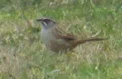 Rhynchospiza dabbenei