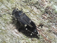 Tomoxia bucephala