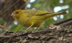 Sicalis flaveola