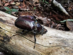 Sphaenognathus feisthamelii