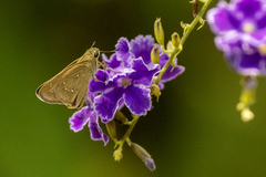 Pelopidas conjuncta narooa