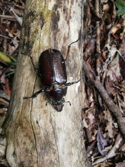 Sphaenognathus feisthamelii