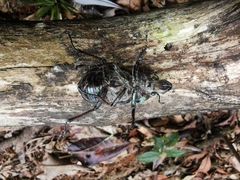 Sphaenognathus feisthamelii