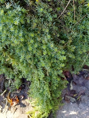 Galium humifusum