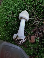 Amanita aestivalis