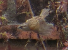 Rhynchospiza dabbenei