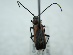 Crossidius discoideus