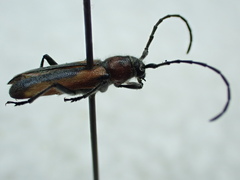 Crossidius discoideus